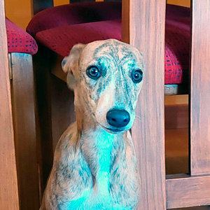 Castelbudría Claudia Octavia, hembra de whippet del criadero Zarambuja en Madrid