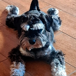 PDAE-Perro de Agua Español- DE MIRÓBRIGA TROMPETA