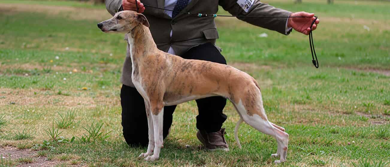 Whippet del criadero Zarambuja, criador de whippet en Madrid